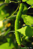 (Psophocarpus tetragonolobus)Winged bean
