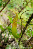 (Nepenthes chaniana)
