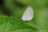 (Zizula hylax)Tiny Grass Blue