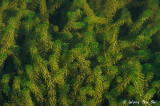 (Lagarosiphon major) Curly Leaved Waterweed
