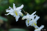 (Dendrobium crumenatum) Pigeon Orchid