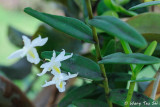 (Dendrobium crumenatum) Pigeon Orchid