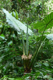 <i>(Alocasia macrorrhiza )</i><br />Borneo Giant