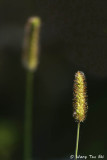 _D520285.jpg