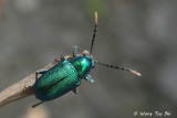 (Chrysomelidae, sp.)[D] Leaf Beetle