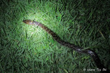 (Lycodon capucinus) Common Wolf Snake