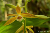 <i>(Phaius reflexipetalus)</i> 