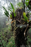 (Coelogyne rhabdobulbon)