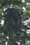 <i>(Boiga cynodon)</i> <br /> Dog-toothed Cat Snake