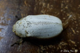(Scarabidae, Lepidiota stigma)Scarab Beetle