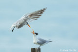 <i>(Thalasseus bengalensis)</i><br /> Lesser Crested Tern