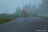 (Elephas maximus borneensis) Borneo Pygmy Elephant