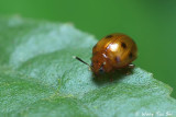 (Coccinellidae, sp.)[A]Ladybird Beetle