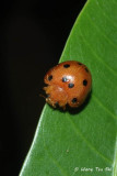 (Coccinellidae, Henosepilachna sp.)[A]Ladybird Beetle