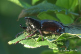 (Scarabidae, Xylotrupes gideon borneensis)Scarab Beetle