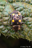 (Endomychidae, cf. Eumorphus sp.)[A]Handsome Fungus Beetle