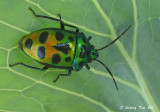 (Scutelleridae, sp.)[A]Jewel Bug