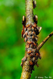 (Pentatomidae, sp.)[A]<br />Shield Bug