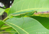 (Hymenopodidae, Odontomantis planiceps)