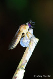 (Asilidae sp.)<br />Robber Fly