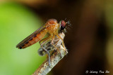 (Asilidae sp.)<br />Robber Fly