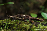 (Heteropterygidae, Haaniella echinata)