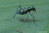 (Cicindelidae, Cosmodela sp.)[A]Tiger Beetle 