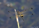 (Rhyothemis phyllis) Yellow-barred Flutterer