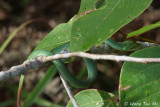<i>(Tropidolaemus subannulatus)</i><br /> Keeled Pit-viper