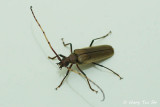 (Cerambycidae, Bandar pascoei) Long-horned Beetle