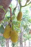 (Artocarpus heterophyllus) Jackfruit