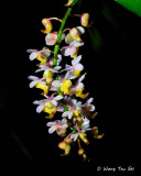 (Aerides odorata)