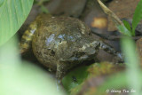 (Borneophrys edwardinae) Rough-backed Horned Frog