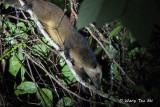 (Paguma larvata) Masked Palm Civet