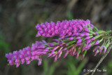 <i>(Dendrobium secundum)</i><br />Toothbrush Orchid