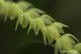 (Dendrochilum tenompokense)