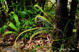 <i>(Dendrochilum tenompokense)</i>