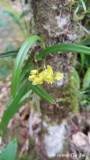 <i>(Bulbophyllum unguiculatum)</i><br /> The Clawed Bulbophyllum