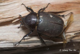 (Scarabidae, Chalcosoma atlas)Scarab Beetle