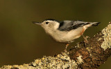White-breasted Nuthatch II