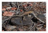 Spiny Lizard