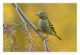 Pine Siskin