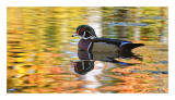 Wood Duck