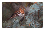 Fox Sparrow