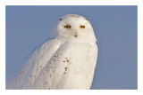 Snowy Owl