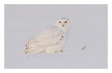 Snowy Owl