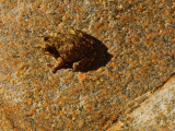 DSCN2100-PalmCanyonFrog.jpg