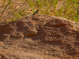 DSCN2107-PalmCanyon-Lizard.jpg