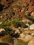 DSCN2109-PalmCanyon-Palms.jpg