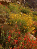 DSCN2113-PalmCanyon-Flowers.jpg